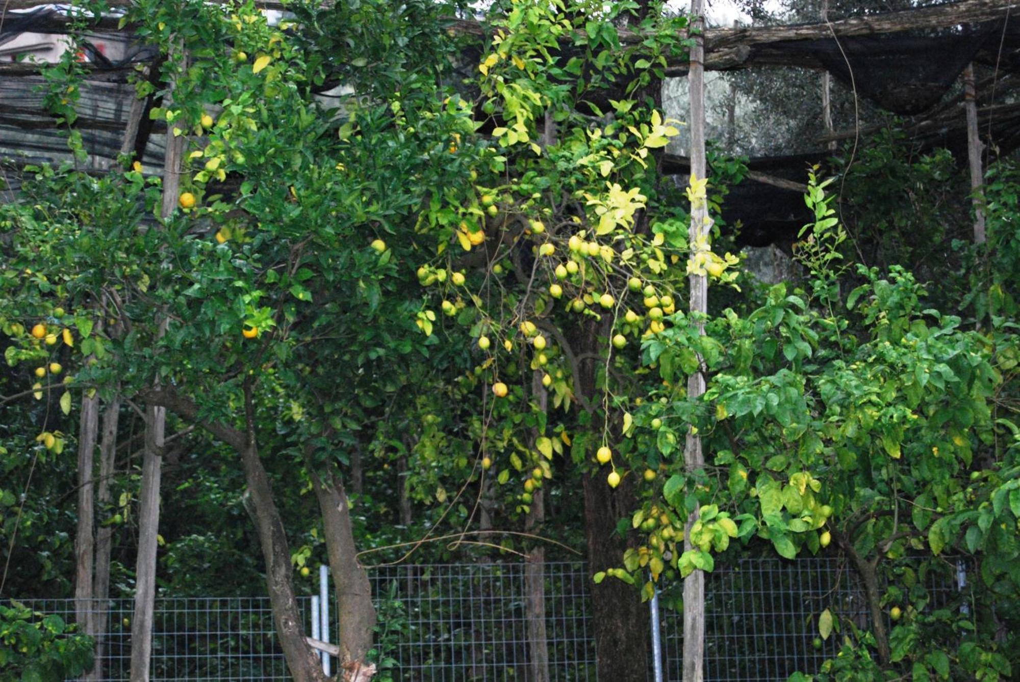 Sorrento Studios Lemons Hill 部屋 写真